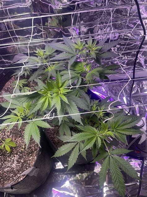 Growing Purple African Magic Strain: Tips and Tricks for a Successful Harvest